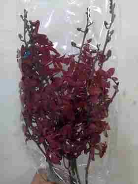 配花-千代兰-阿丝曼