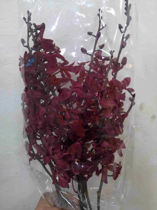 配花-千代兰-阿丝曼 商品图0