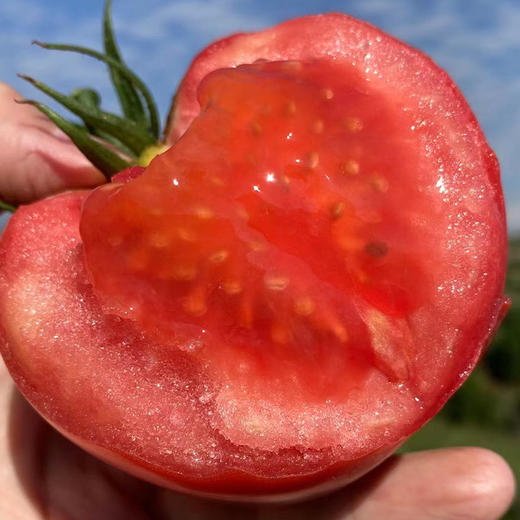 攀枝花普罗旺斯西红柿果味浓郁肉质沙瓤果肉饱满皮薄多汁5斤