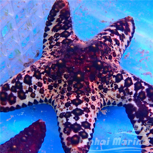 马代彩色朱古力星 商品图1