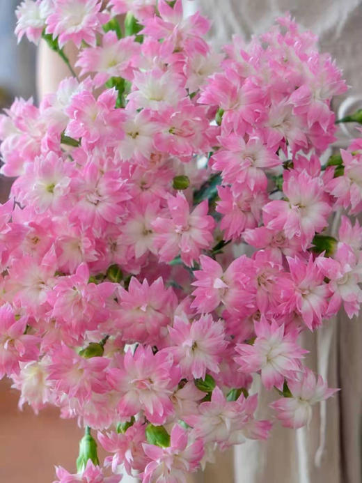 康乃馨【 时间是让人猝不及防的东西，偷走了青丝，留住你】简小姐精选 稀有康乃馨  2件包邮 下单48小时发货 商品图12