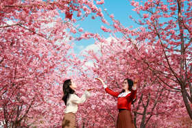  这个周末邂逅一场粉红樱花雨！5天后更有染井吉野樱三月飞“雪”！ 