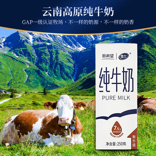 【AL精选】新希望（雪兰）云南高原奶全脂牛奶250g*16盒学生早餐纯牛奶整箱 商品图2