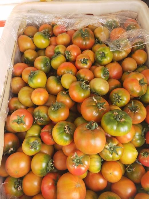 黄筋西红柿/黛安娜西红柿 商品图2