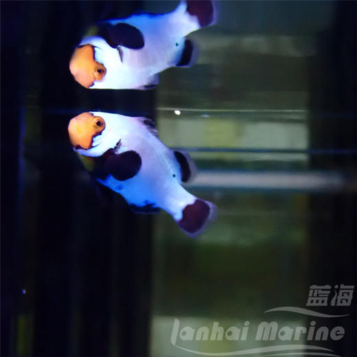 人工雪印 商品图2