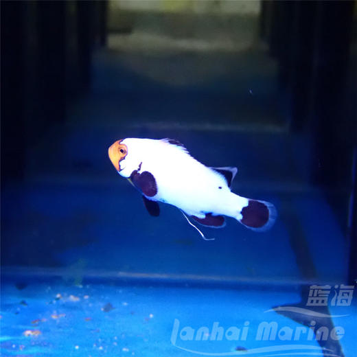 人工雪印 商品图5