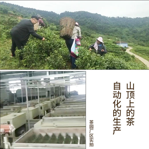 蒙顶甘露25克 蒙山顶上茶 2026年蒙顶高山头采 商品图5