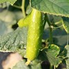 【山东白玉黄瓜 】脆嫩可口 肉质紧密 4.5斤 商品缩略图6