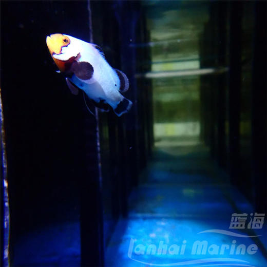 人工雪印 商品图1