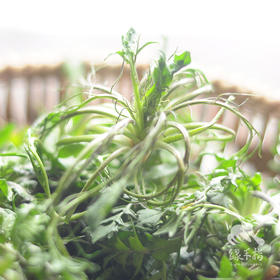 野生白鹿原荠菜 | 合作生产 *  Wild-Shepherd's purse | Coproduction