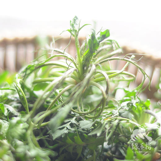 野生白鹿原荠菜 | 合作生产 *  Wild-Shepherd's purse | Coproduction 商品图0