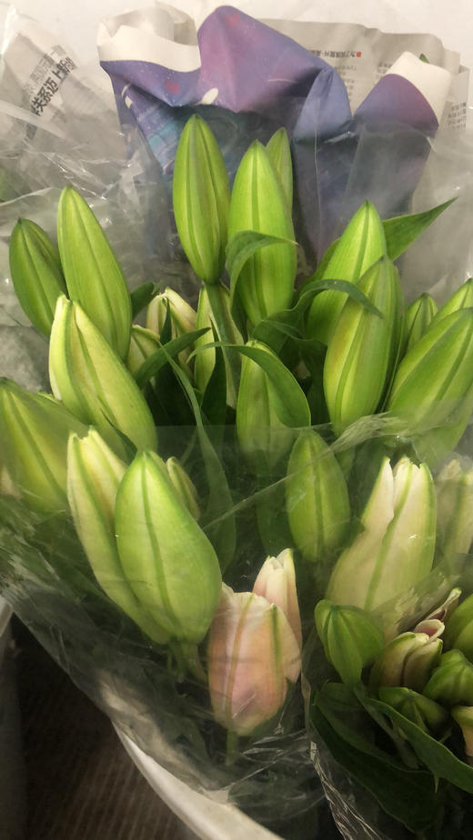 凌源粉百合索邦