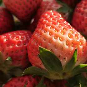 北京有机草莓 （基地直发-顺丰包邮）|350g/盒，来自北京顺义，生产者：洪智挺【合作生产，公平贸易】