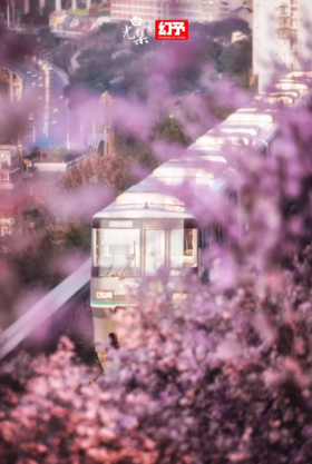 2021版赏花指南｜寻找中国美美的春天