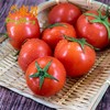 东升农场 大番茄 西红柿  500g 商品缩略图1