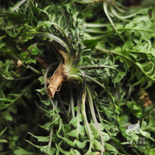 方野·荠菜鲜肉大馄饨 | 绿家自产 *FarmYeah Shepherd's purse meat wonton | Self-production 商品图6