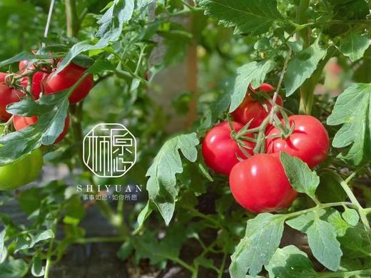 柿愿番茄 商品图0