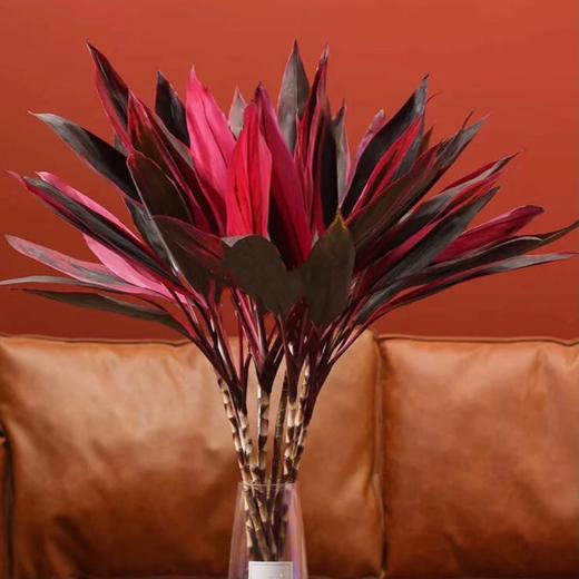 【红红火火红朱焦.第二件减10元】5支/份  长度约70-80cm 只要有水就可以一直养 商品图0