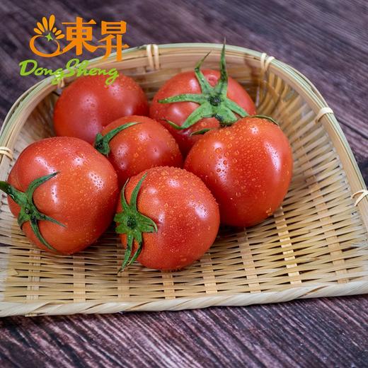 东升农场 大番茄 西红柿  500g 商品图3