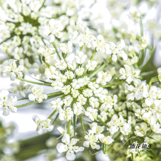 配花 | 蕾丝白色 商品图2