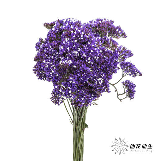 配花 | 紫天星 商品图3