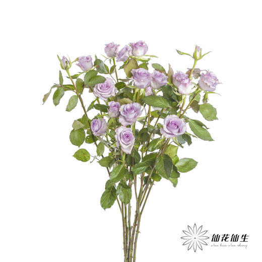 多头玫瑰 | 九星蓝尾狐 商品图5