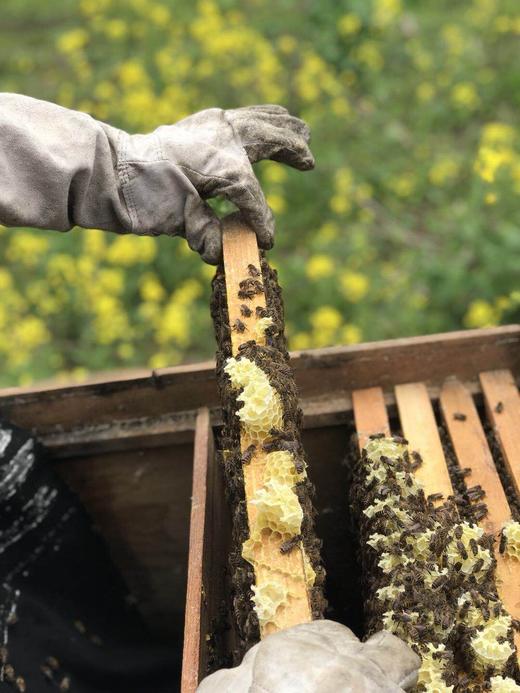 蜜蜂王国奇遇记 探究蜜蜂酿蜜全过程+制作精美琥珀带回家！ 商品图2