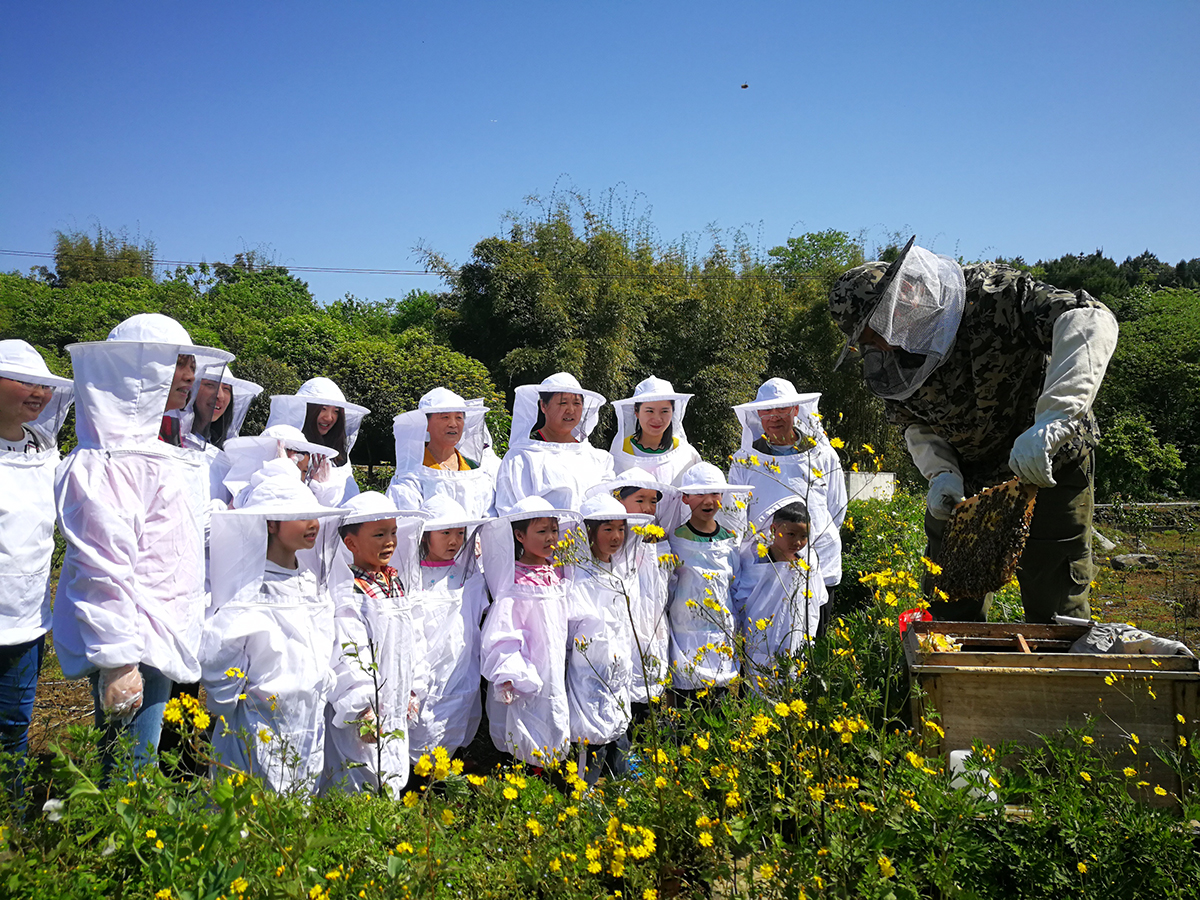 蜜蜂王国奇遇记 探究蜜蜂酿蜜全过程+制作精美琥珀带回家！