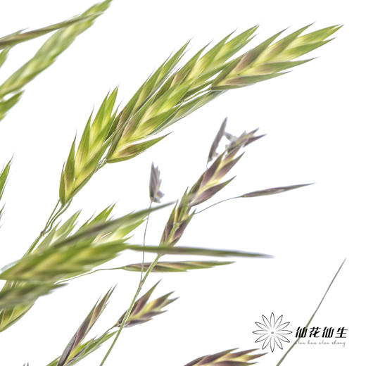 叶材 | 小盼草 商品图5