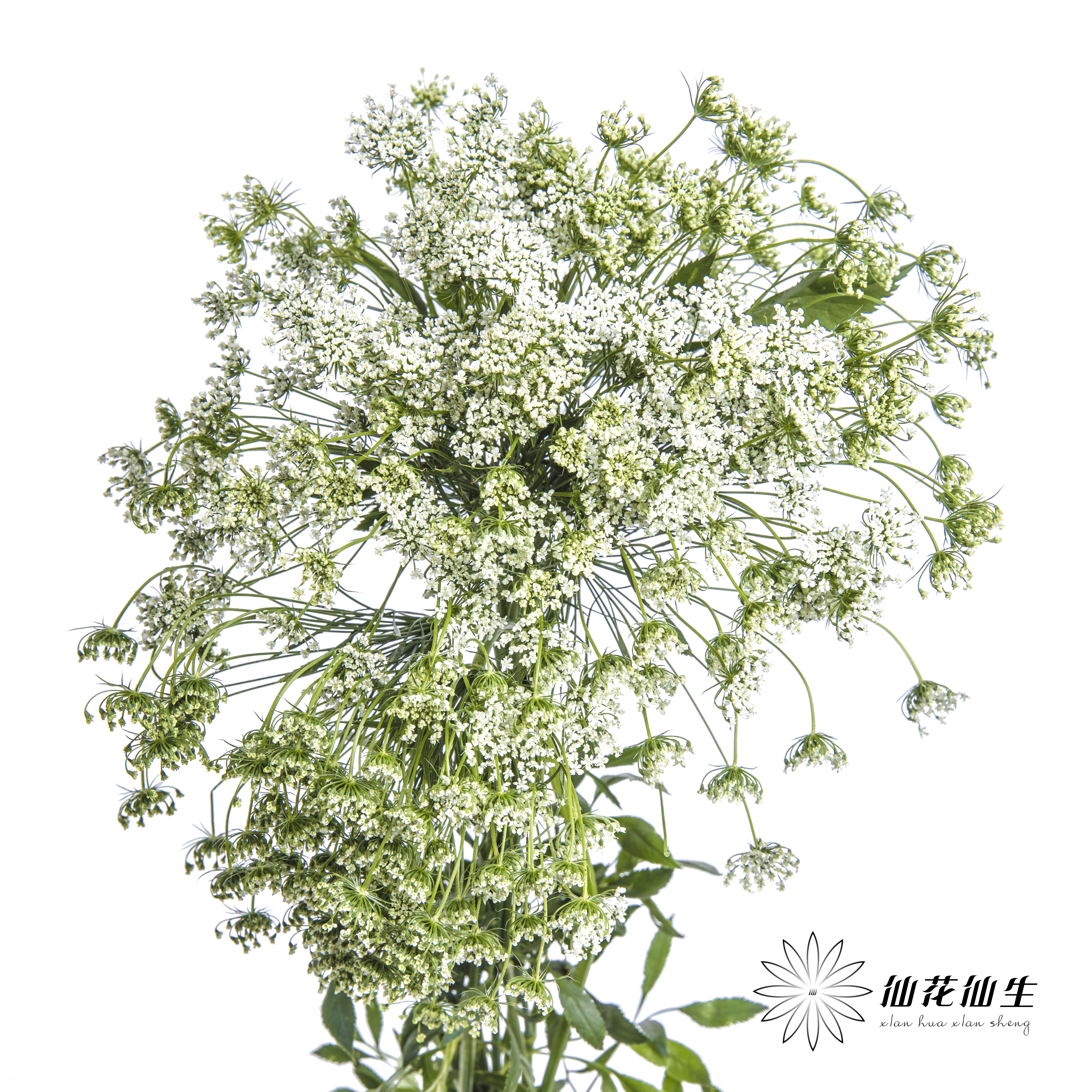 配花 | 蕾丝白色