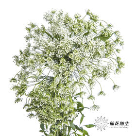 配花 | 蕾丝白色