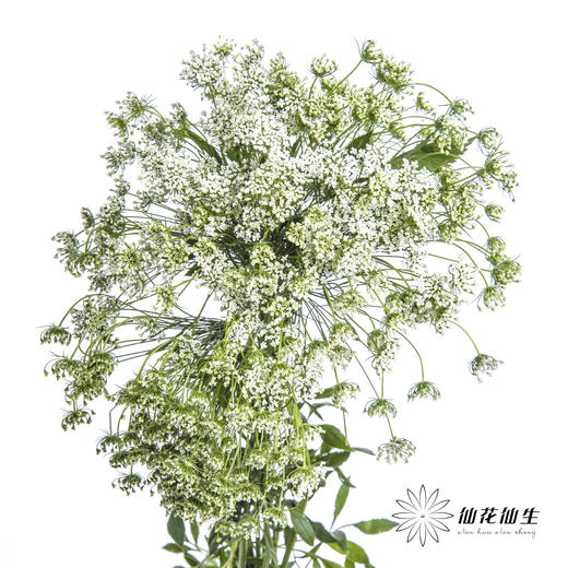 配花 | 蕾丝白色 商品图0