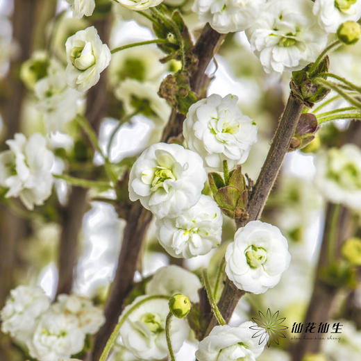 配花 | 重瓣雪柳花 商品图0