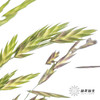 叶材 | 小盼草 商品缩略图0