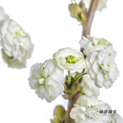 配花 | 重瓣雪柳花 商品图3