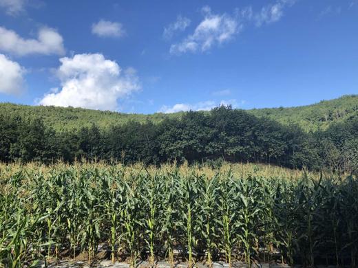 版纳香糯玉米 商品图3