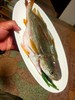 活的黄花鱼，1斤1条 商品缩略图3