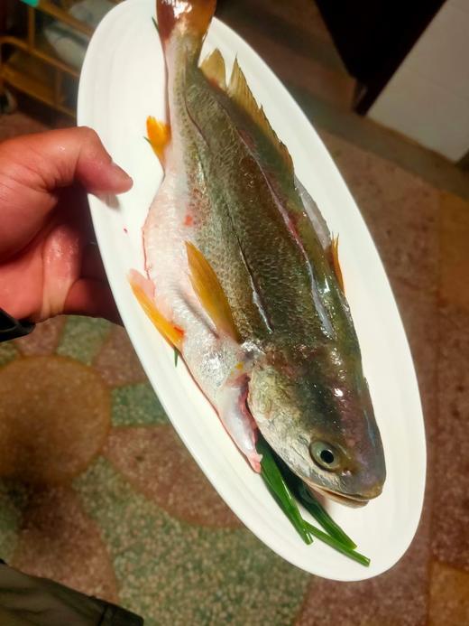 活的黄花鱼，1斤1条 商品图3