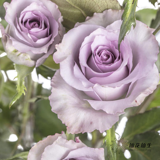 多头玫瑰 | 九星蓝尾狐 商品图6