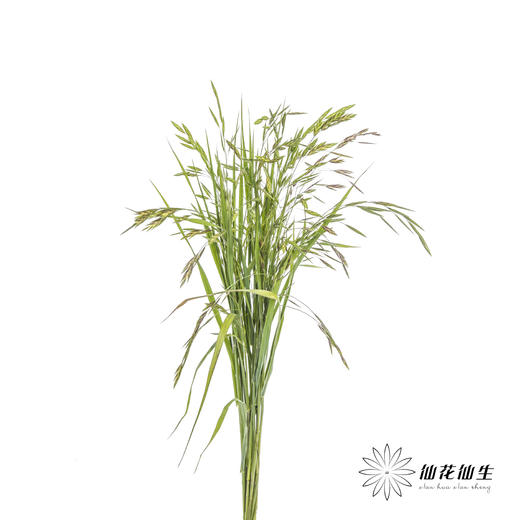 叶材 | 小盼草 商品图2