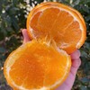 精选沃柑 1500g 商品缩略图5