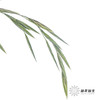 叶材 | 小盼草 商品缩略图4