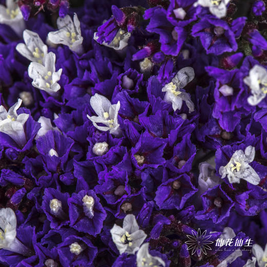 配花 | 紫天星 商品图1