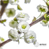 配花 | 重瓣雪柳花 商品缩略图4