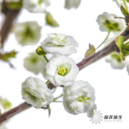 配花 | 重瓣雪柳花 商品图4