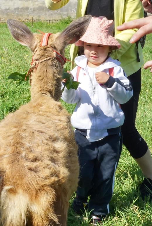 蜜蜂王国奇遇记 探究蜜蜂酿蜜全过程+制作精美琥珀带回家！ 商品图3