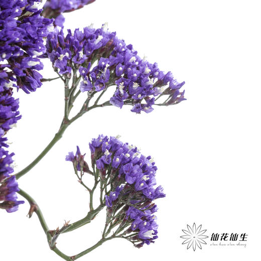配花 | 紫天星 商品图2