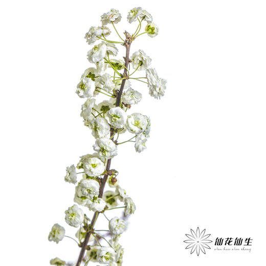 配花 | 重瓣雪柳花 商品图1