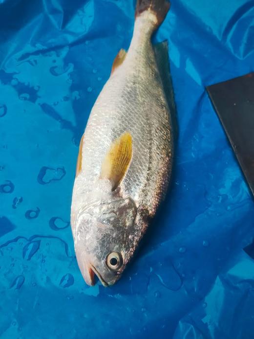 活的黄花鱼，1斤1条 商品图1