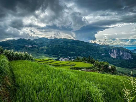 云端的味道——离天空最近的云南紫米 商品图1